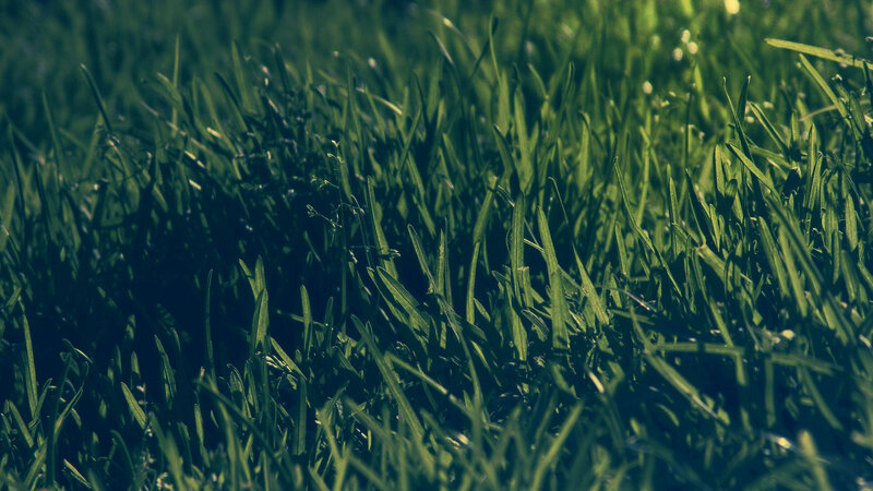 Close-up of Green Grass — Natural, Photograph