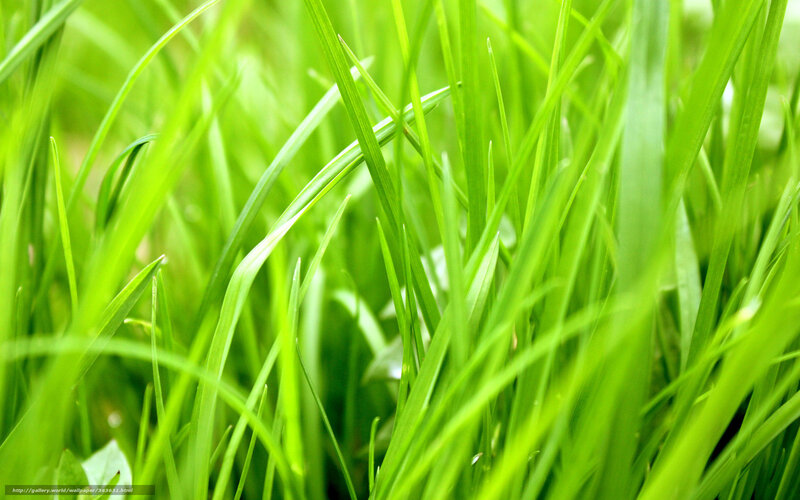 Close-up of Green Grass — Natural, Spring