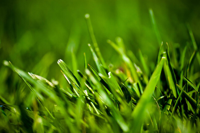 Close-up of Green Grass — Natural