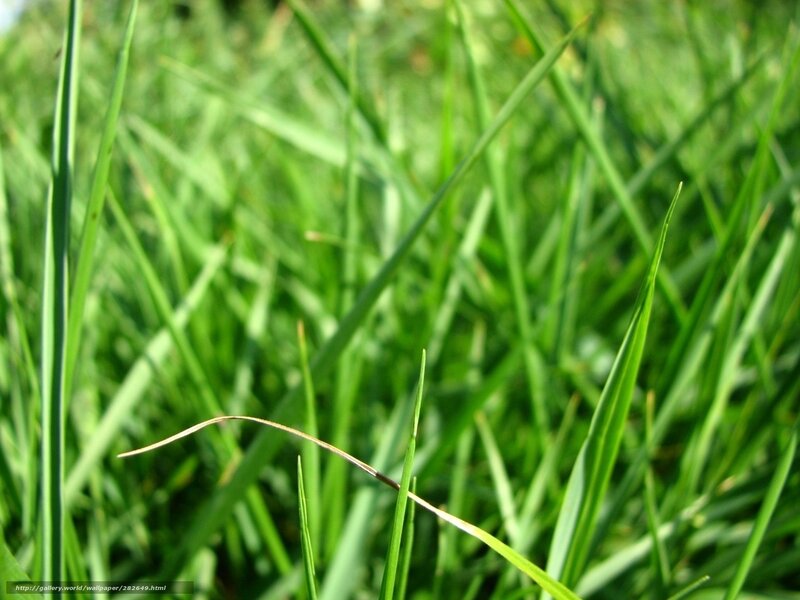 Close-up of Green Grass — Serene, Afternoon, Photograph