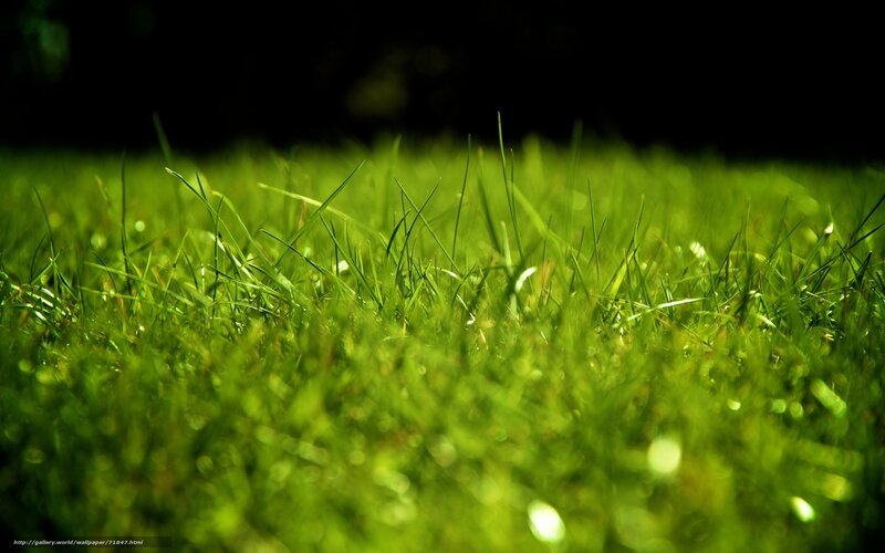 Close-up of Green Grass — Serene, Photograph