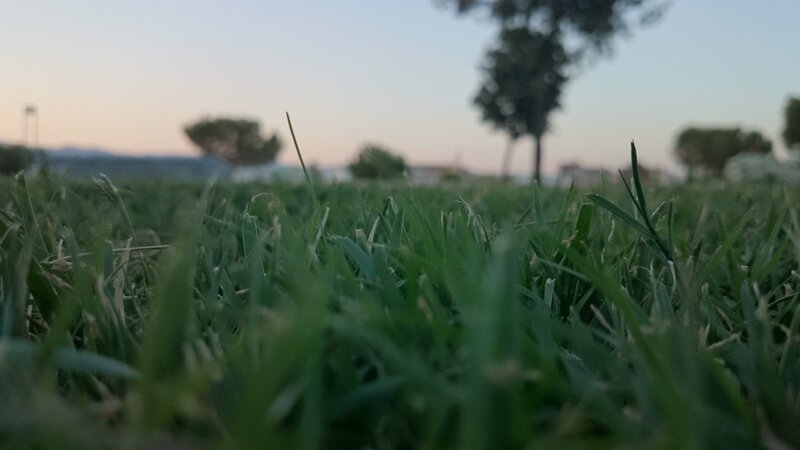 Close-up of Green Grass — Serene, Sunset
