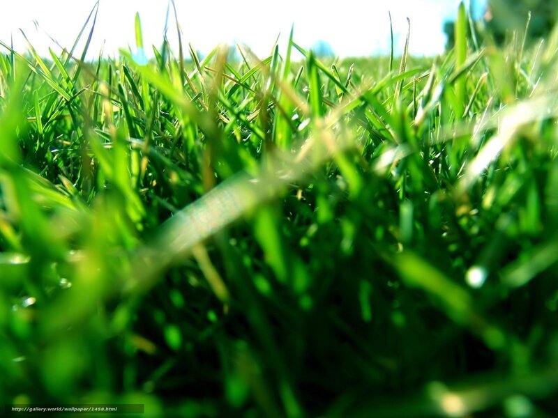 Close-up of Green Grass — Serene