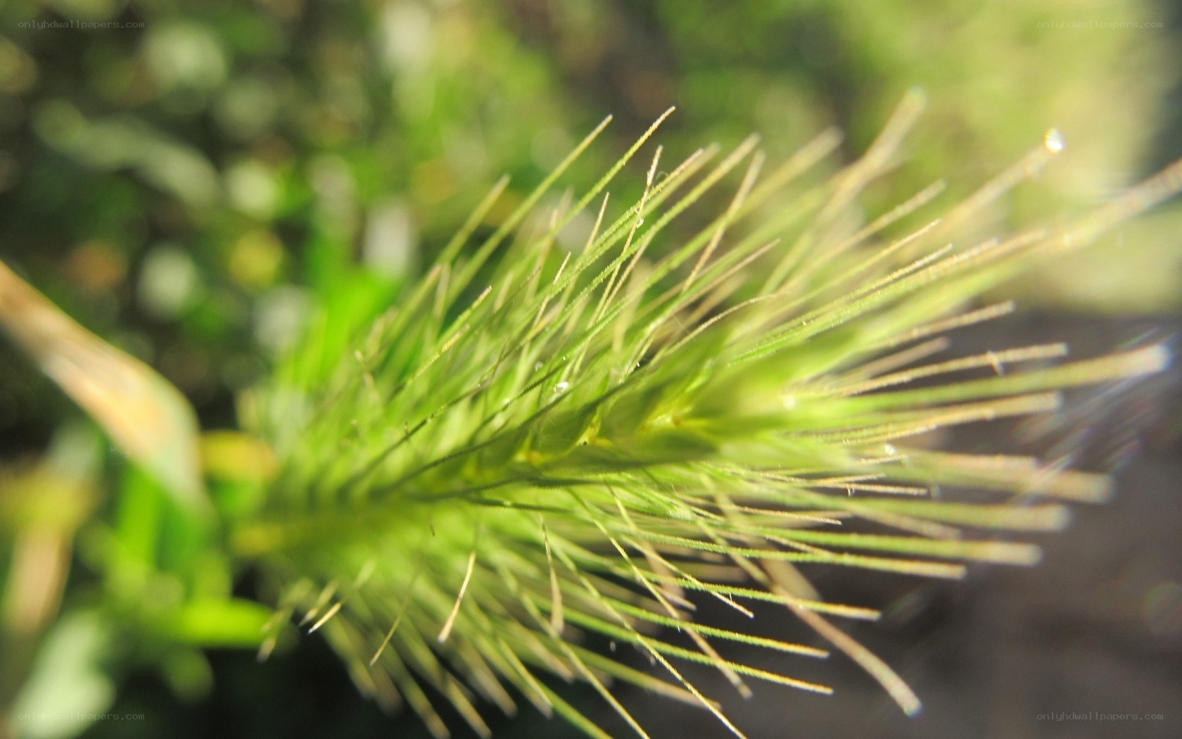 close-up of green grass spikelet