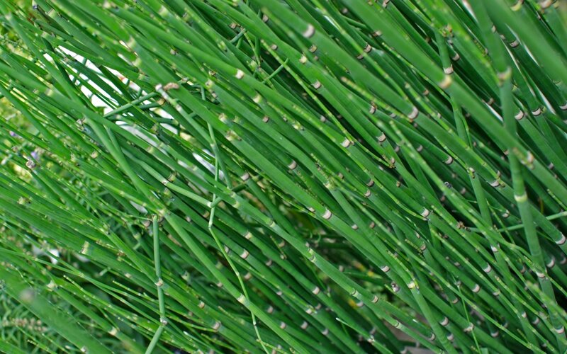 close-up of green horsetail stems