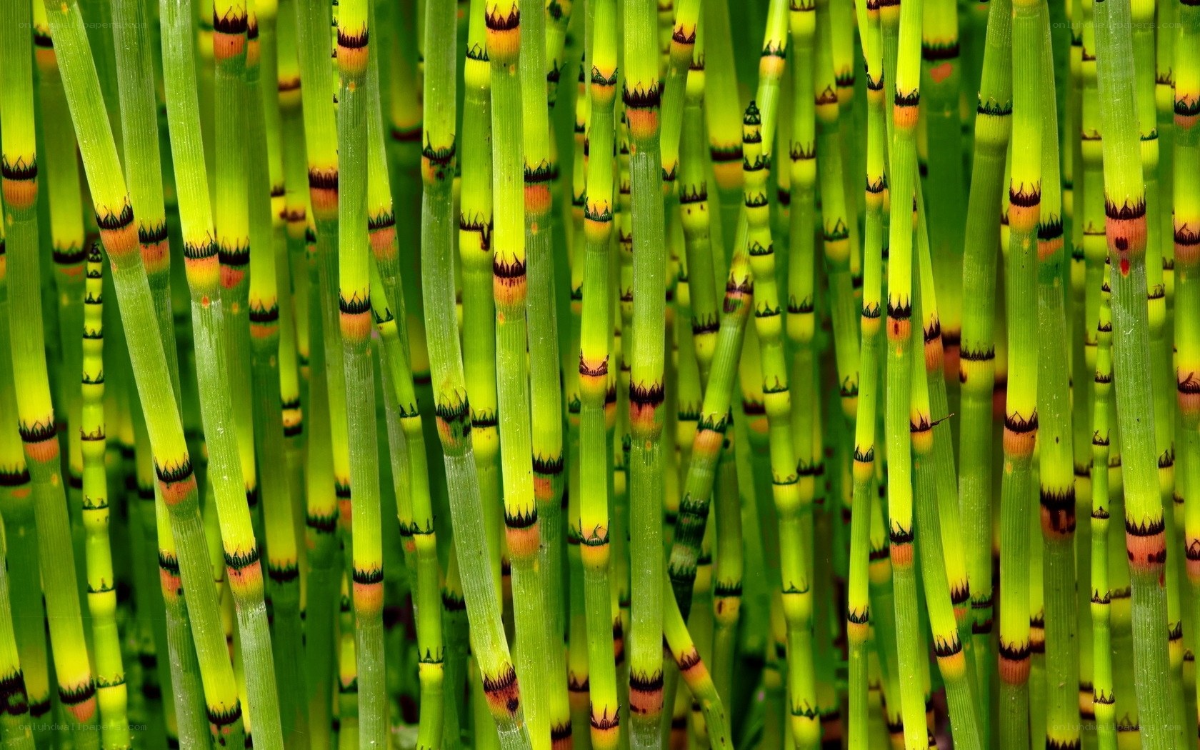 Close-up of green horsetail stems