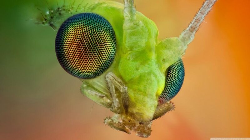 Close-up of Green Insect — Dramatic