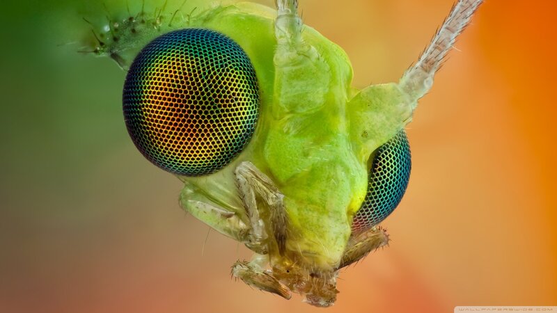 Close-up of Green Insect