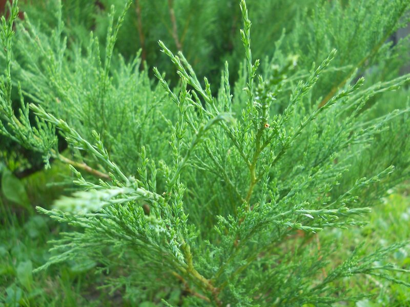 close-up of green juniper branches