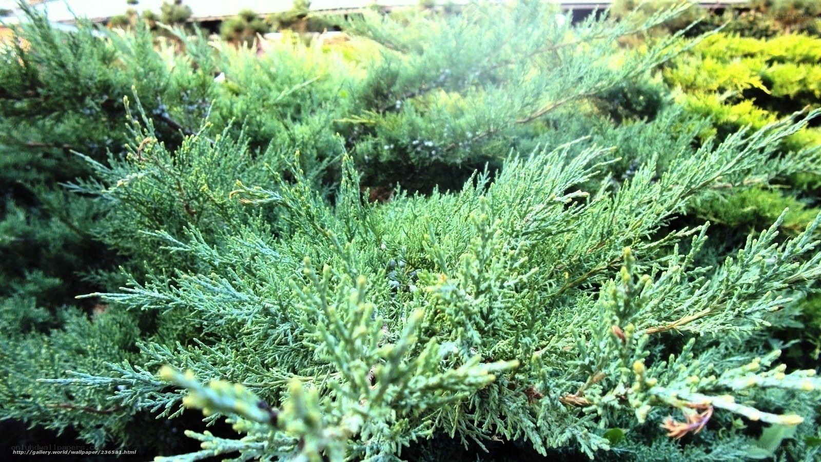 Close-up of green juniper foliage