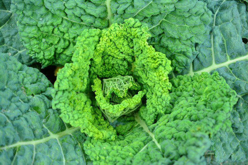 Close-up of green kale leaves