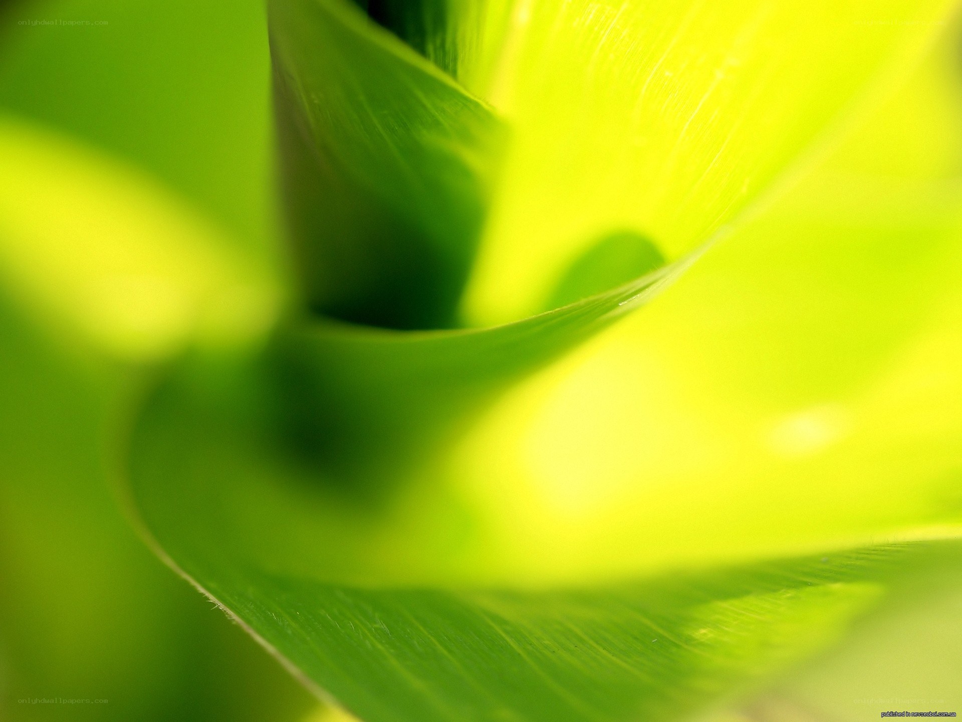 close-up of green leaf