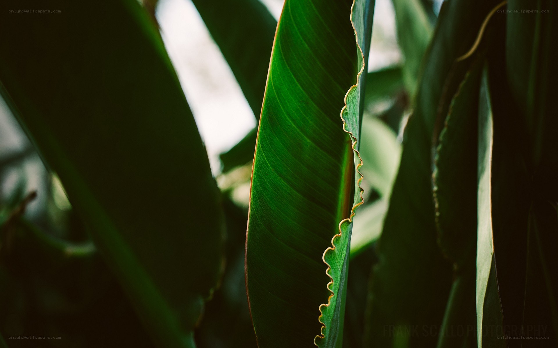 Close-up of green leaf