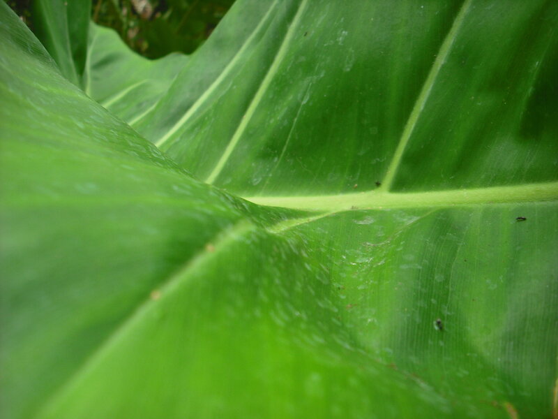close-up of green leaf
