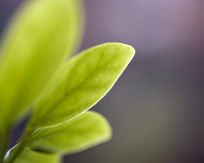 Close-up of green leaf