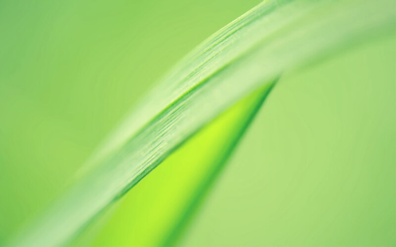Close-up of green leaf