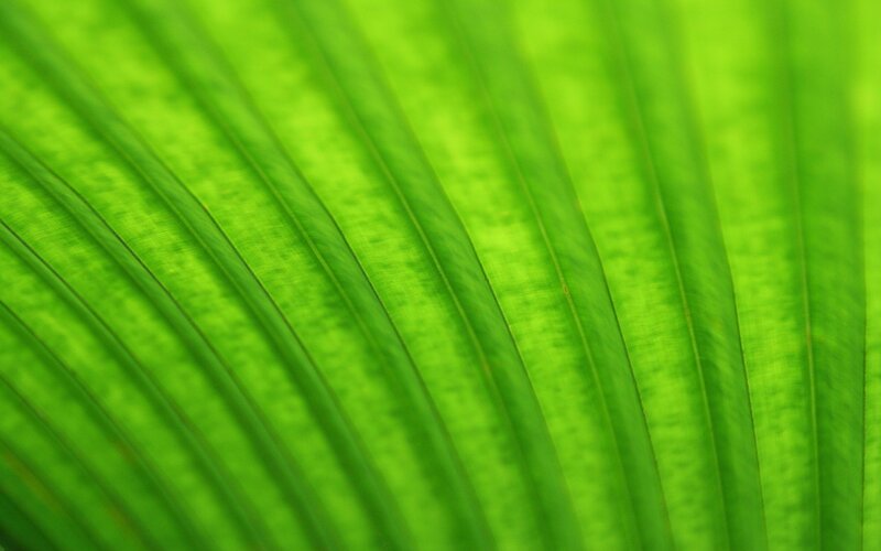 Close-up of Green Leaf — Calm, Photograph, Leaf Veins
