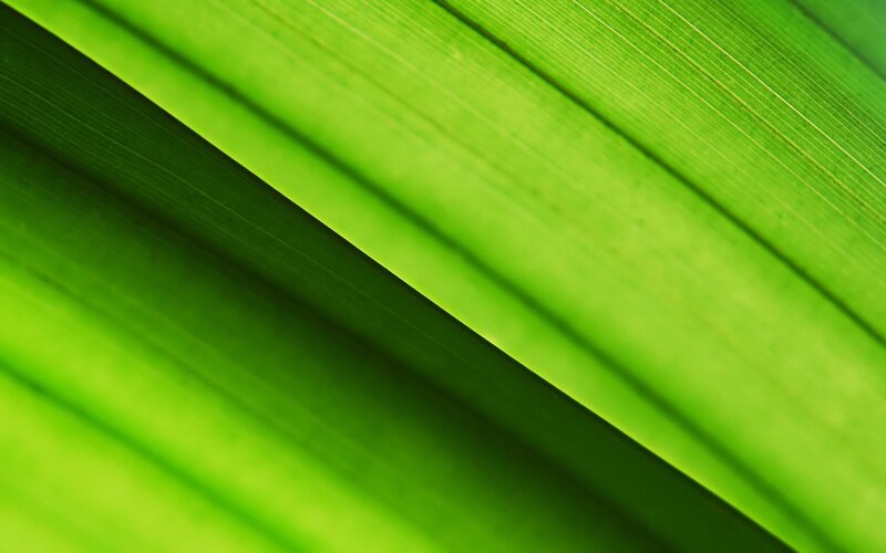 Close-up of Green Leaf — Calm, Photograph