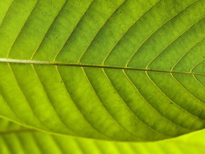 Close-up of Green Leaf — Calm, Photograph, Vein, Texture