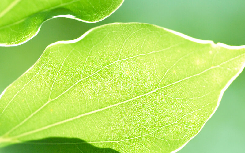 Close-up of Green Leaf — Calm, Photograph, Veins