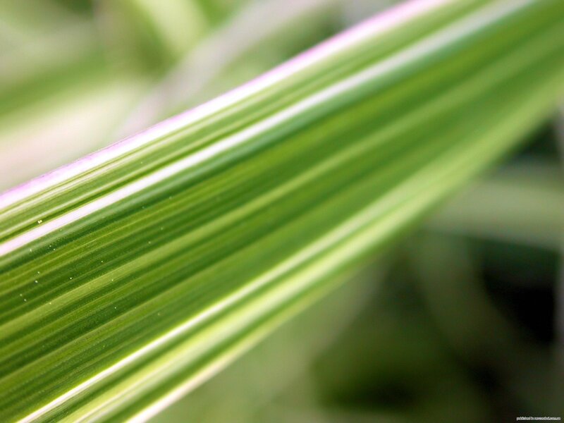 Close-up of Green Leaf — Calm, Photograph, White