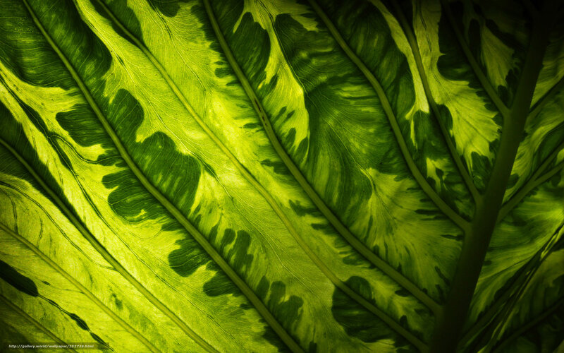 Close-up of Green Leaf — Dramatic, Photograph, Leaf Veins