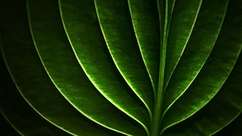 Close-up of Green Leaf — Dramatic, Photograph