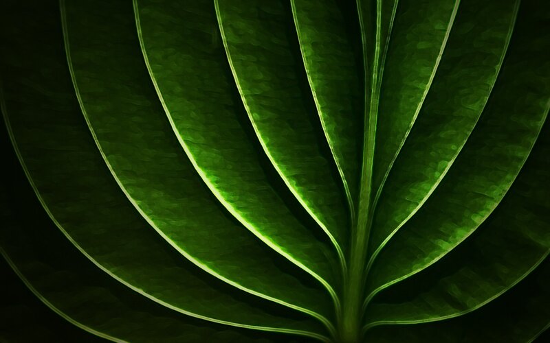 Close-up of Green Leaf — Dramatic, Photograph, Veins, Light