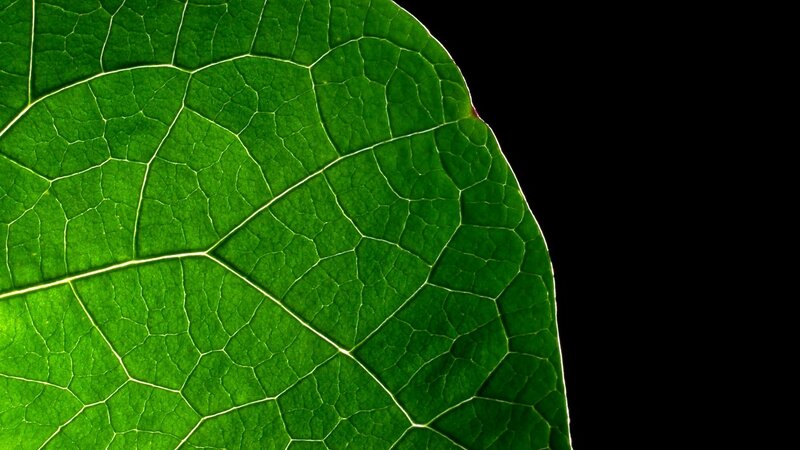 Close-up of Green Leaf — Dramatic, Photograph, Veins
