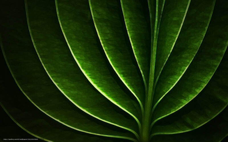 Close-up of Green Leaf — Dramatic
