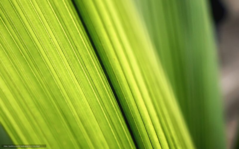 Close-up of Green Leaf — Natural, Afternoon, Photograph, Light
