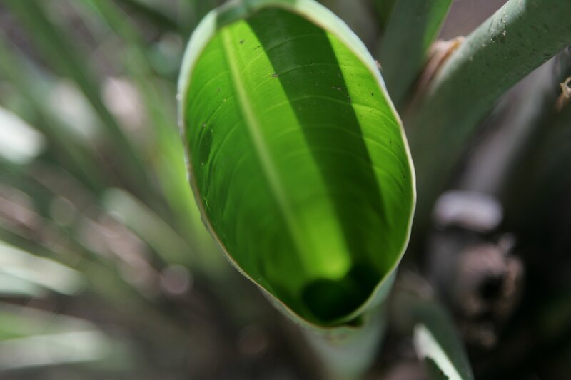 Close-up of Green Leaf — Natural, Afternoon, Photograph, Stem