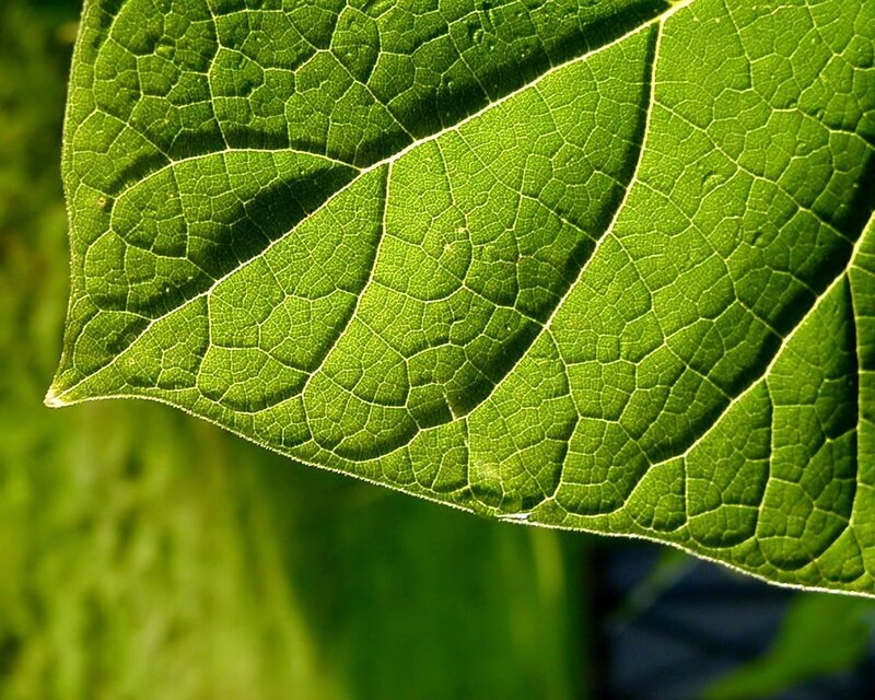 Close-up of Green Leaf — Natural, Afternoon, Photograph