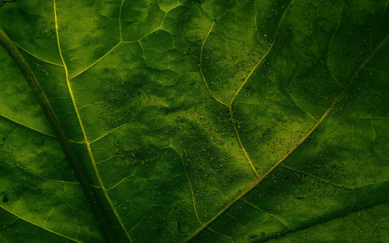Close-up of Green Leaf — Natural, Photograph, Leaf Veins, Dust