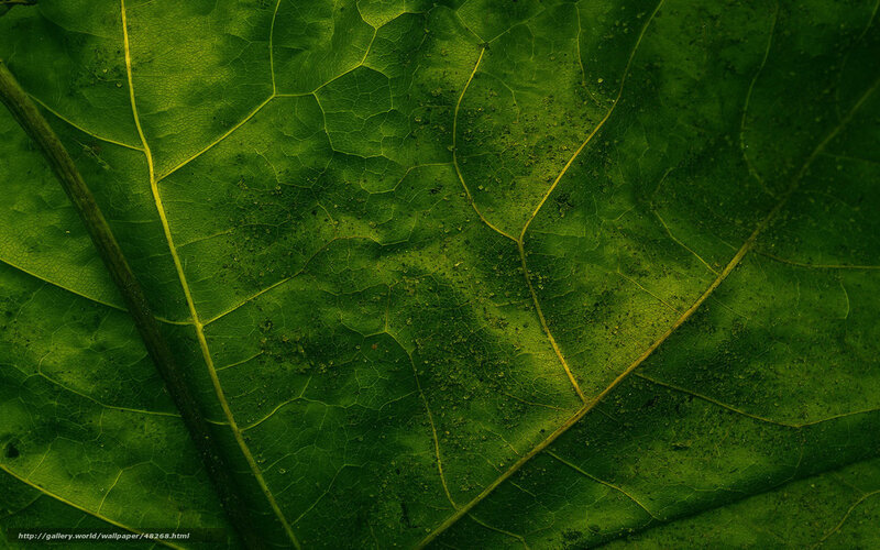 Close-up of Green Leaf — Natural, Photograph, Leaf Veins