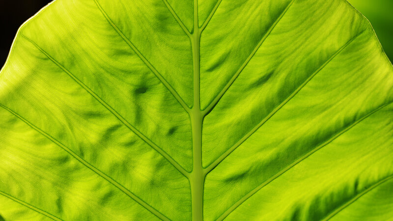 Close-up of Green Leaf — Natural, Photograph, Vein, Light