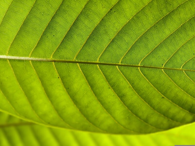 Close-up of Green Leaf — Natural, Photograph, Vein, Texture