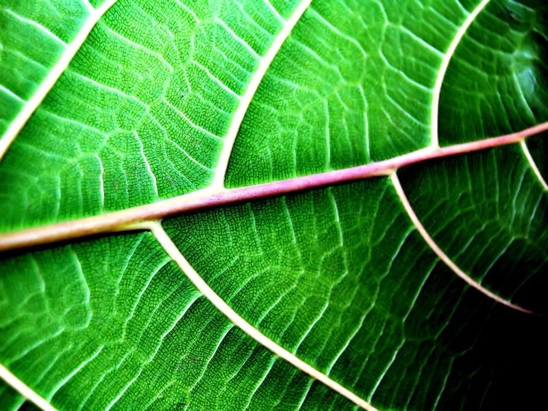 Close-up of Green Leaf — Natural, Photograph, Vein, Texture, White