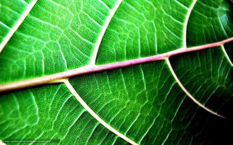 Close-up of Green Leaf — Natural, Photograph, Vein