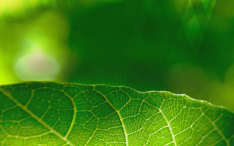 Close-up of Green Leaf — Natural, Photograph, Veins, Background