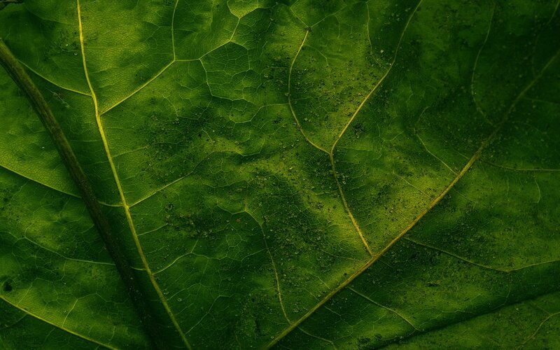 Close-up of Green Leaf — Natural, Photograph, Veins, Dust