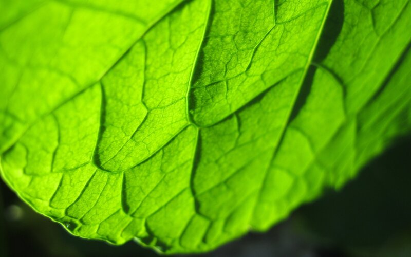 Close-up of Green Leaf — Natural, Photograph, Veins, Light