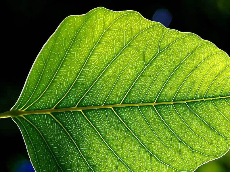 Close-up of Green Leaf — Natural, Photograph, Veins, Stem