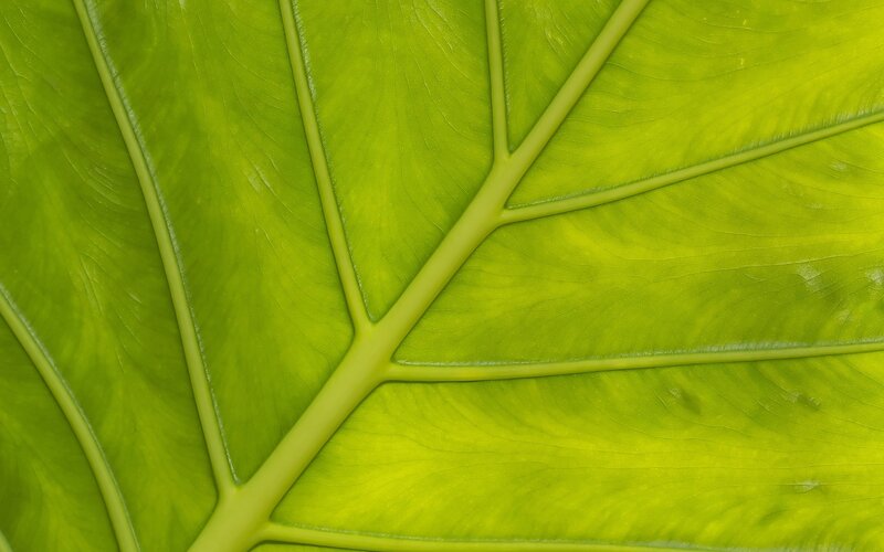 Close-up of Green Leaf — Natural, Photograph, Veins, Texture