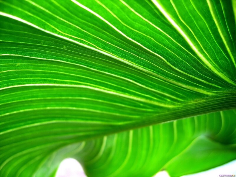 Close-up of Green Leaf — Natural, Photograph, Veins, White