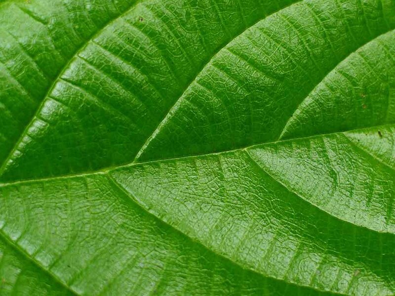 Close-up of Green Leaf — Natural