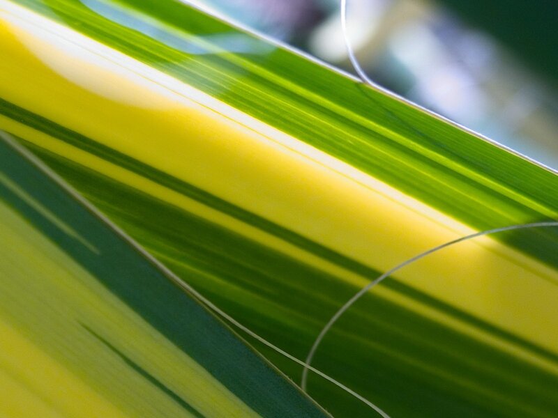 Close-up of Green Leaf — Serene, Afternoon, Photograph, Sunlight