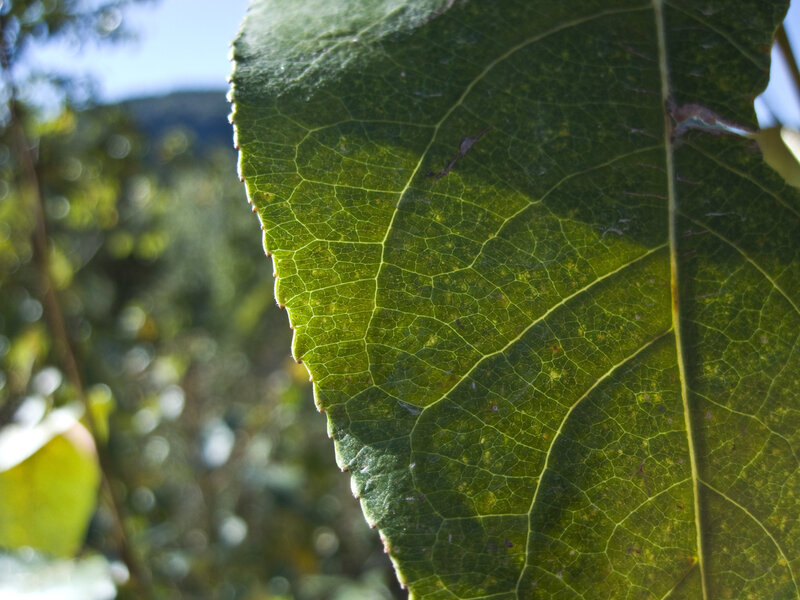 Close-up of Green Leaf — Serene, Afternoon, Photograph