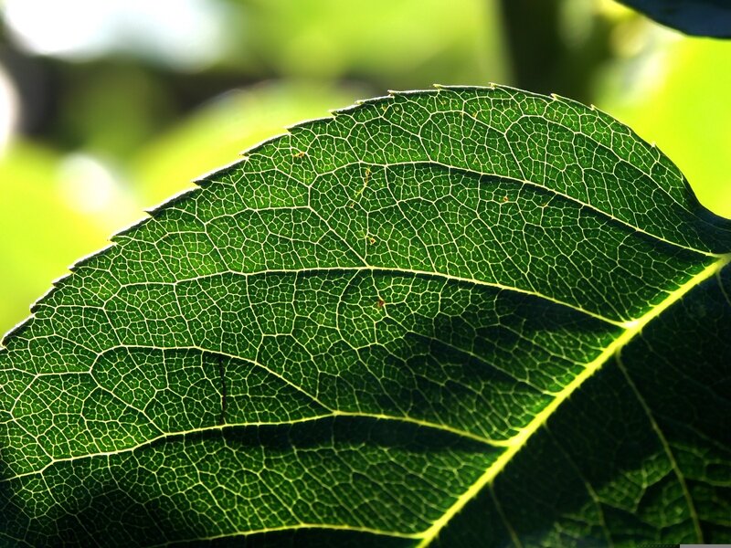 Close-up of Green Leaf — Serene, Afternoon