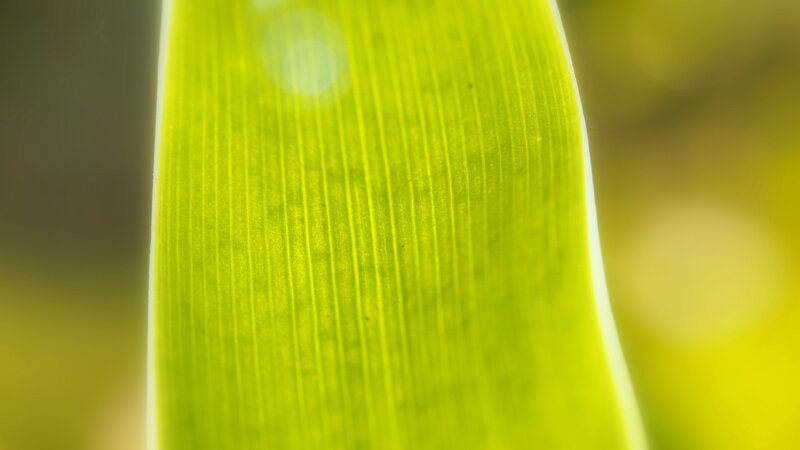 Close-up of Green Leaf — Serene, Morning, Photograph